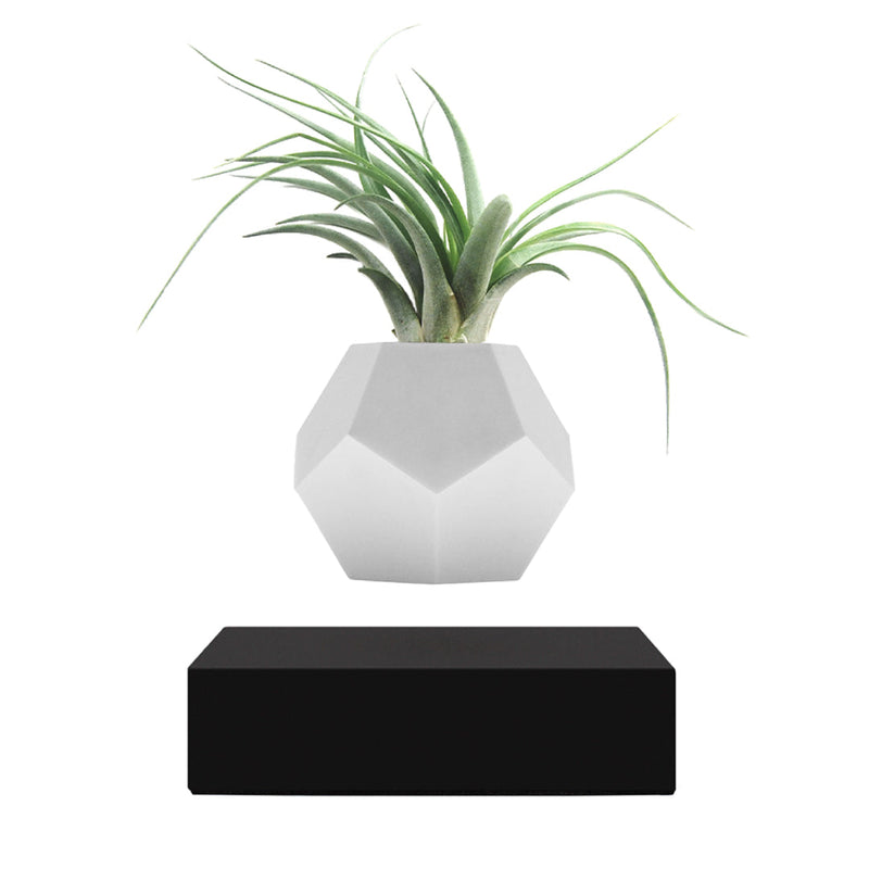 Plant in a Lyfe Planter - Black in white background