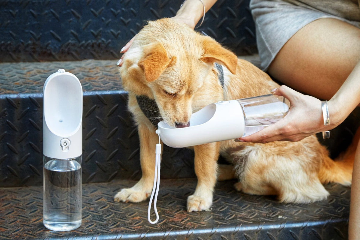 Woman giving water to her dog in the PetKit Water Bottle - White