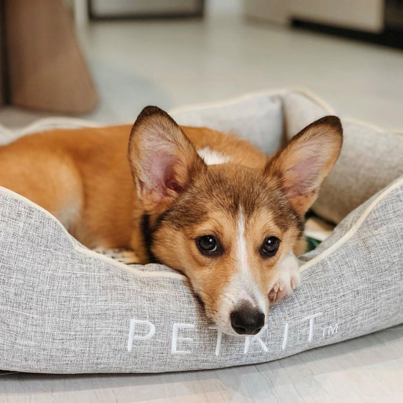An adorable dog lying down in the Cooling Bed - Petkit 