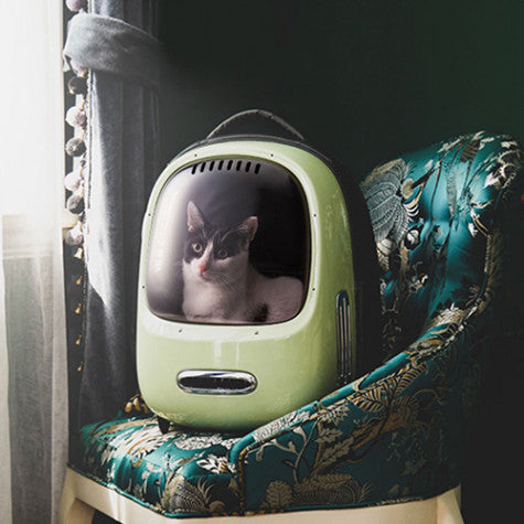 Cute cat in a PetKit Smart Cat Carrier  on a sofa - Green